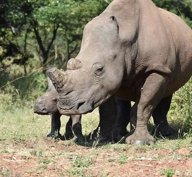 Rhino and Baby Bronze Sculpture