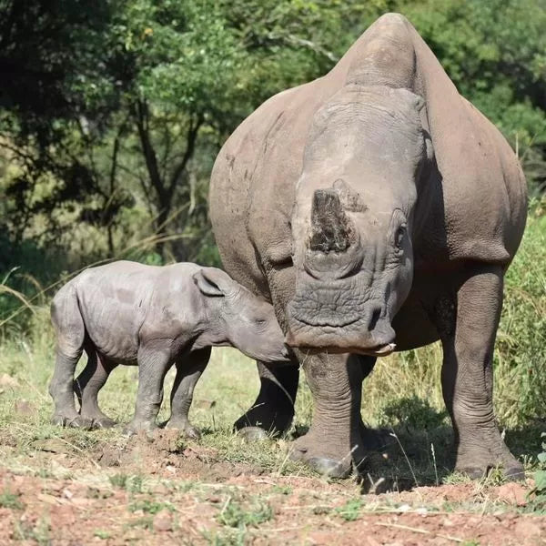 Rhino and Baby Bronze Sculpture