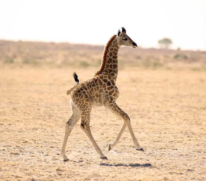 Giraffe Baby Gold and Black Giraffe Baby